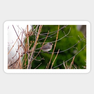 Dark-eyed Junco Perched On A Small Branch Sticker
